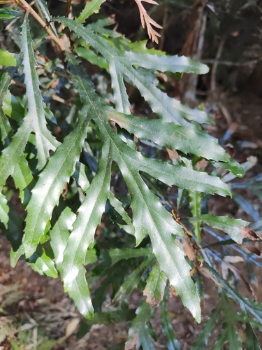 Orites excelsus R.Br.