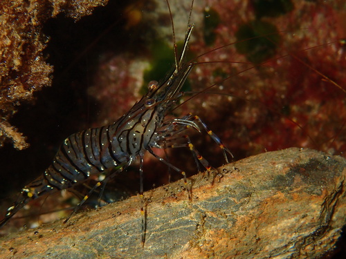 Common Prawn, photo 4 of 10