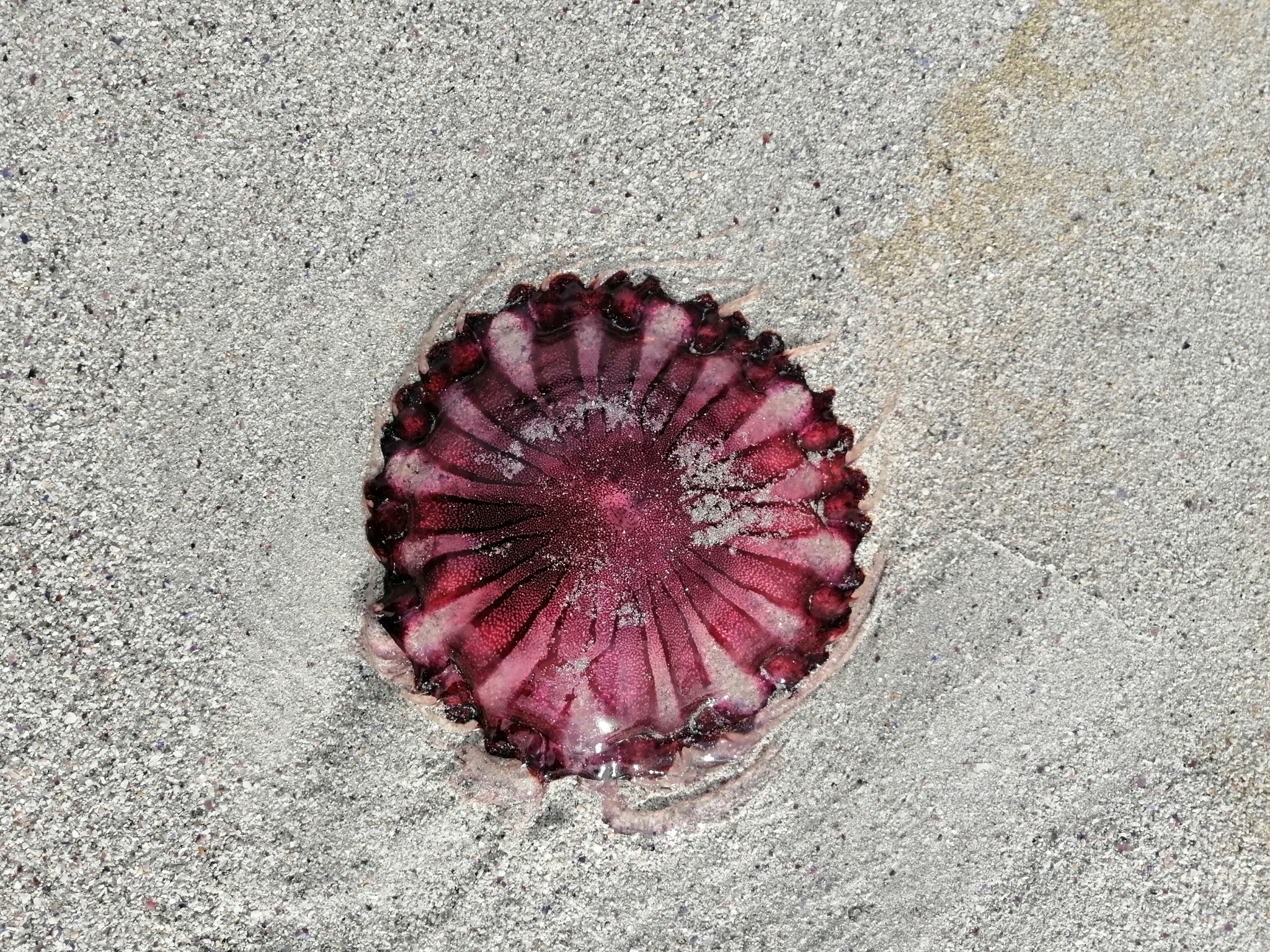 Chrysaora agulhensis Ras, Neethling, Engelbrecht, Morandini, Bayha, Skrypzeck & Gibbons, 2020