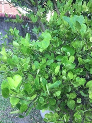 Citrus hystrix