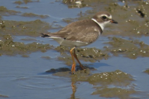 Chorlitejo semipalmeado (Charadrius semipalmatus)