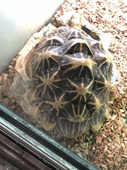 Geochelone