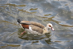 Alopochen aegyptiaca