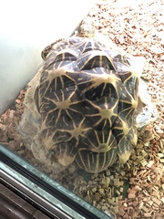 Geochelone