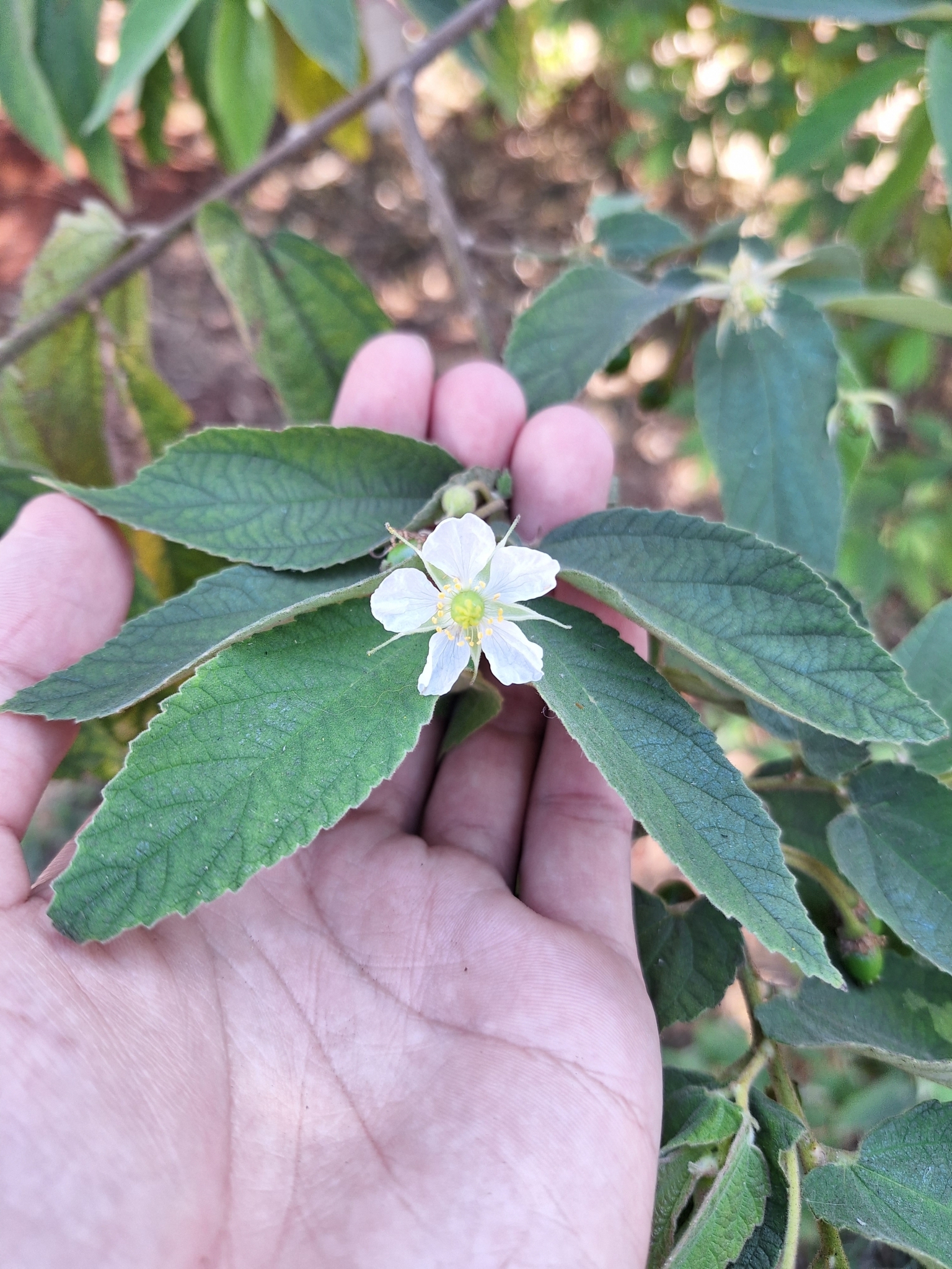 Muntingia calabura
