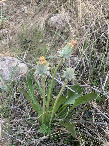 Taraxacum denudatum iNat (1)