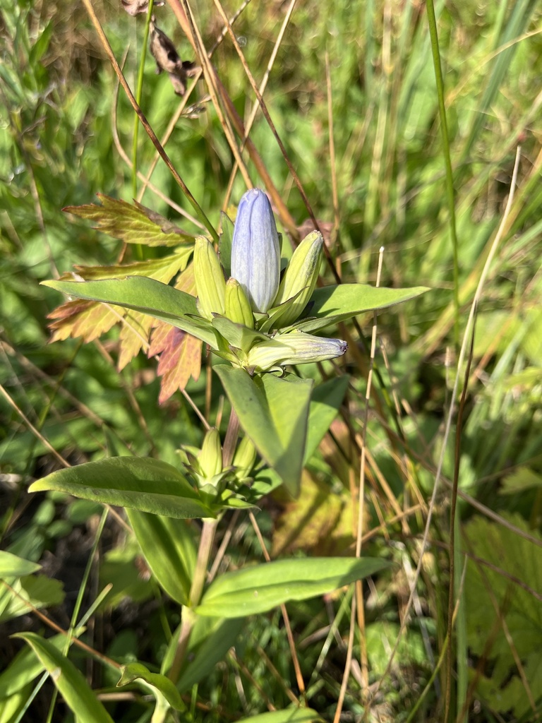 closed bottle gentian in August 2023 by Tom Zeiner · iNaturalist United ...