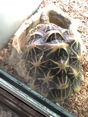 Geochelone