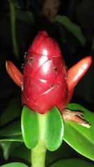 Costus woodsonii