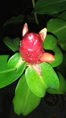 Costus woodsonii