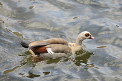 Alopochen aegyptiaca