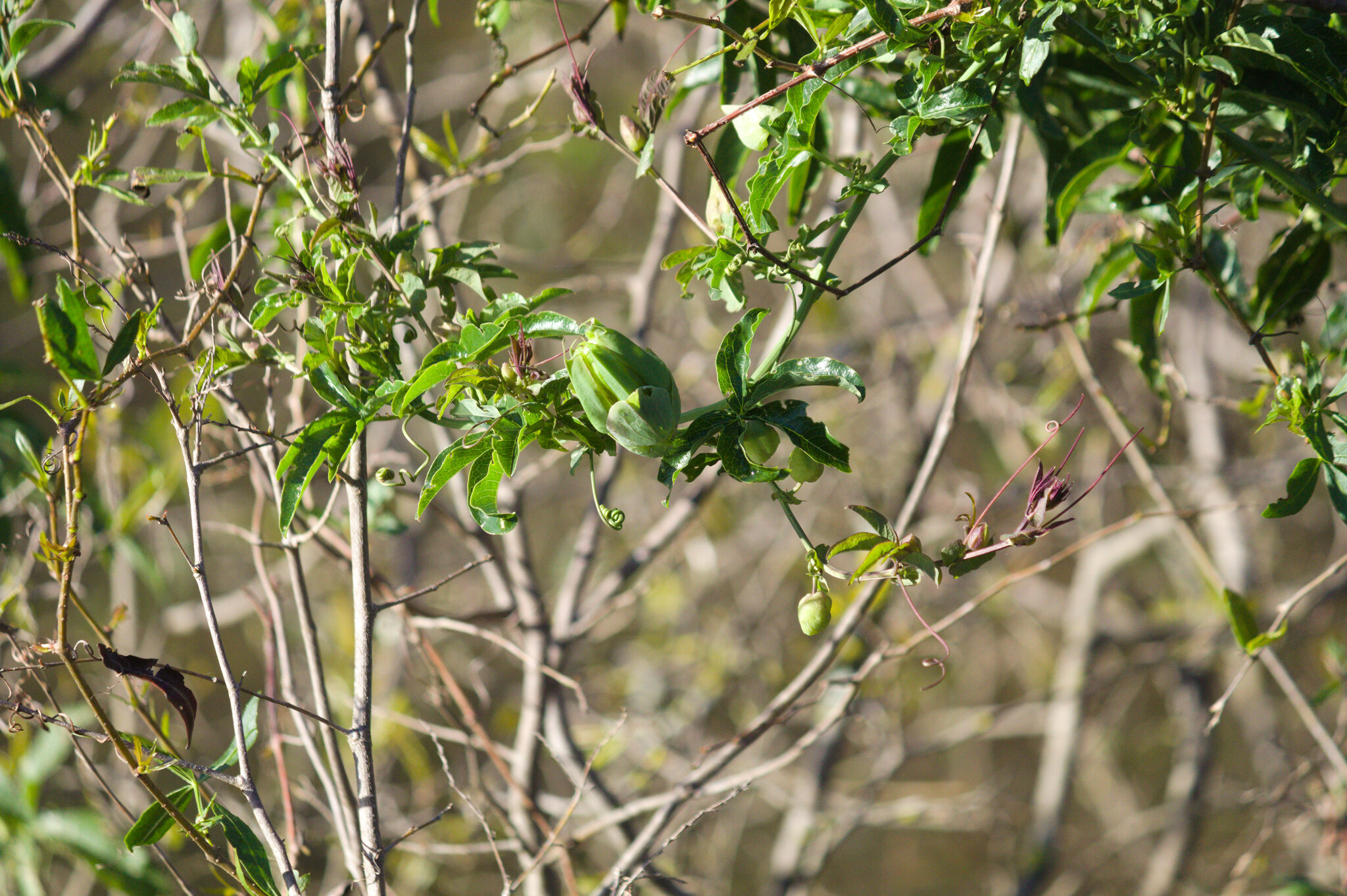 Passiflora caerulea