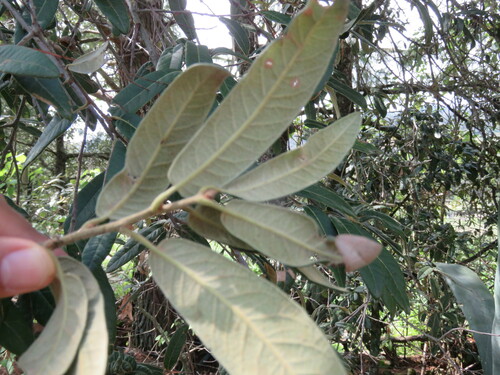 Quercus crassipes