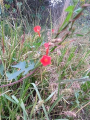 Ipomoea rubriflora