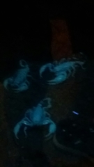 Heterometrus spinifer