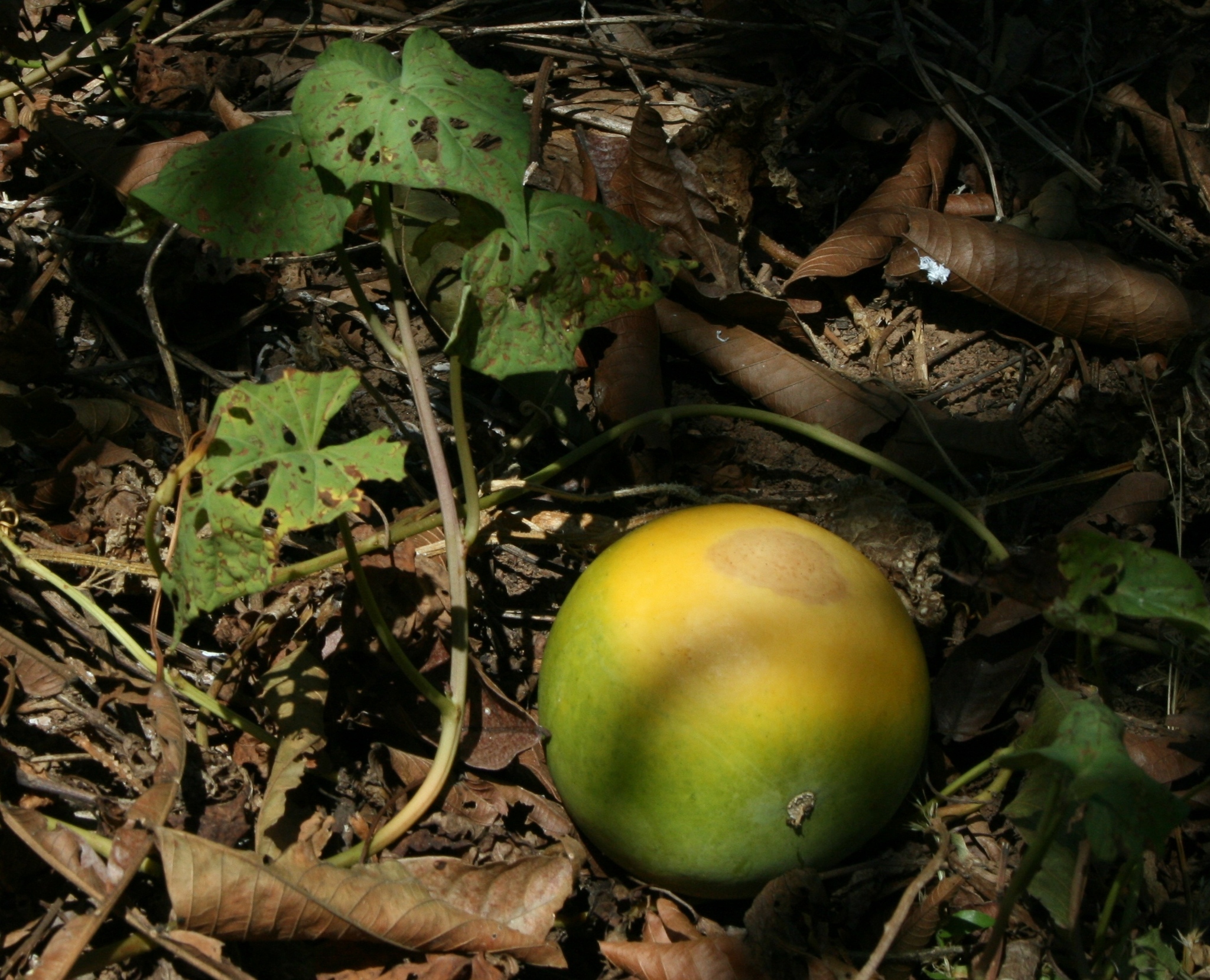 Melothria sphaerocarpa