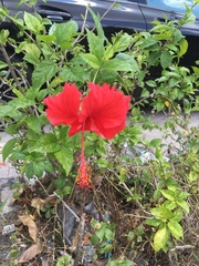 Hibiscus