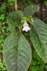 Henckelia pumila