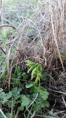 Sceptridium lunarioides