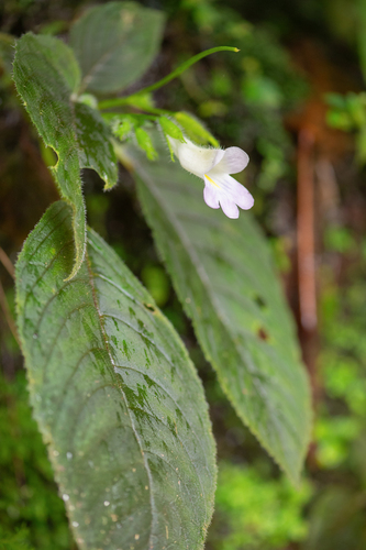 Henckelia pumila, photograph 2
