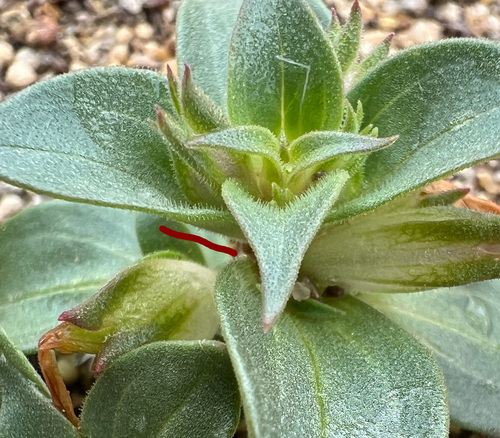 Image of Nesom's Monkeyflower (Diplacus cusickioides) by no rights reserved