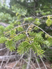 Abies balsamea image