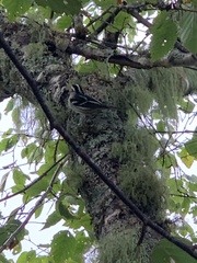 Mniotilta varia image