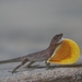 Osa Anole - Photo (c) Jo De Pauw, some rights reserved (CC BY-NC), uploaded by Jo De Pauw