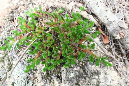 Selaginella sibirica iNat (3)