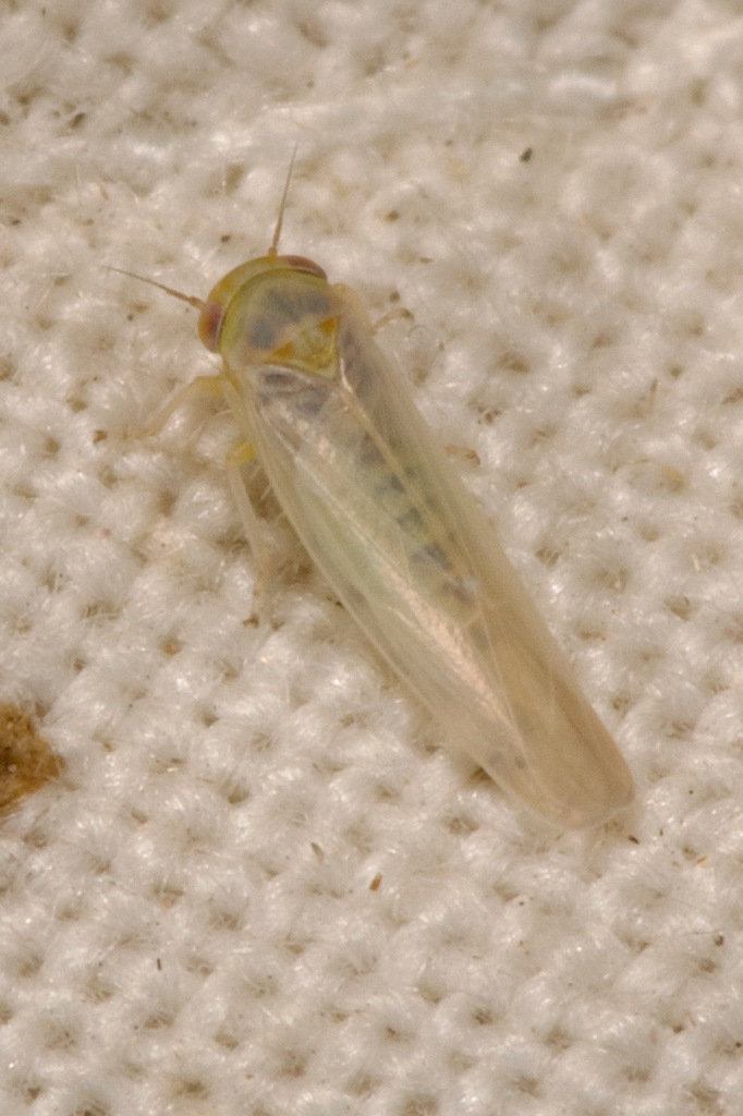 Beardsley Leafhopper