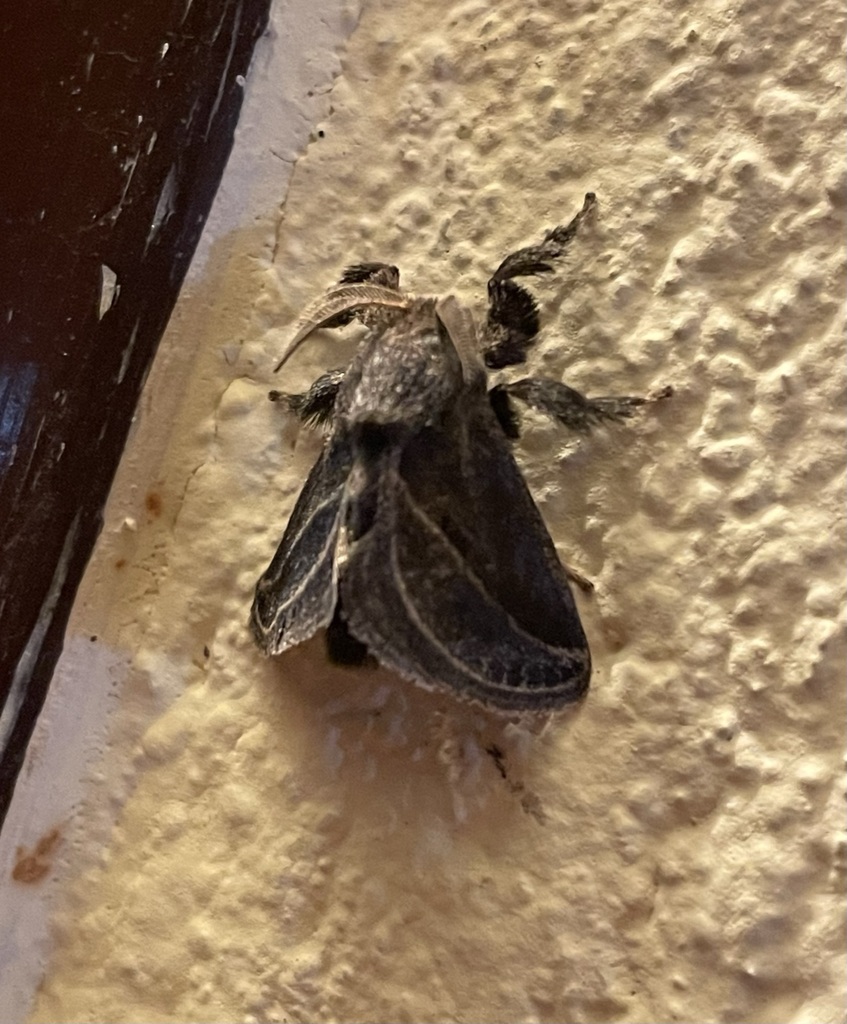 Epiperola vafinsa from Los Robles La Paz, Cesar, Colombia on July 25 ...