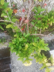 Ixora coccinea