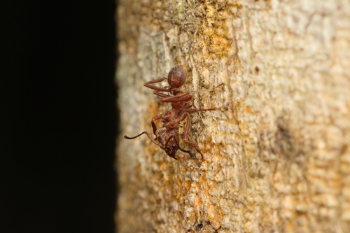 Acromyrmex disciger photo 6