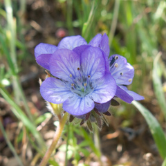 Phacelia divaricata