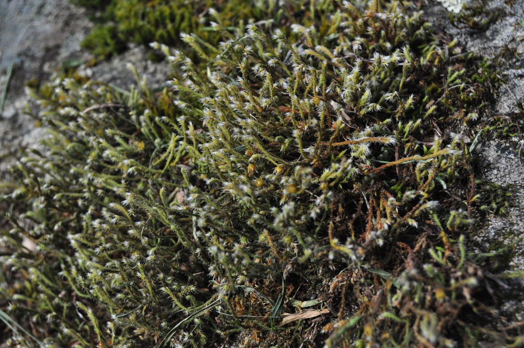 Starry Hoar-moss (Fungi and Lichen, Mosses, Liverworts, Red Algae ...