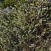 Starry Hoarmoss - Photo (c) Andrew Simon, some rights reserved (CC BY-NC), uploaded by Andrew Simon
