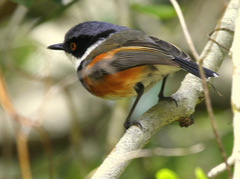 Batis capensis