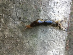 Ambigolimax