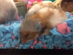 Mesocricetus auratus