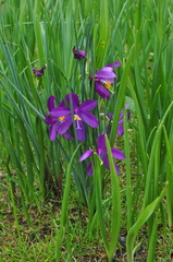 Olsynium douglasii