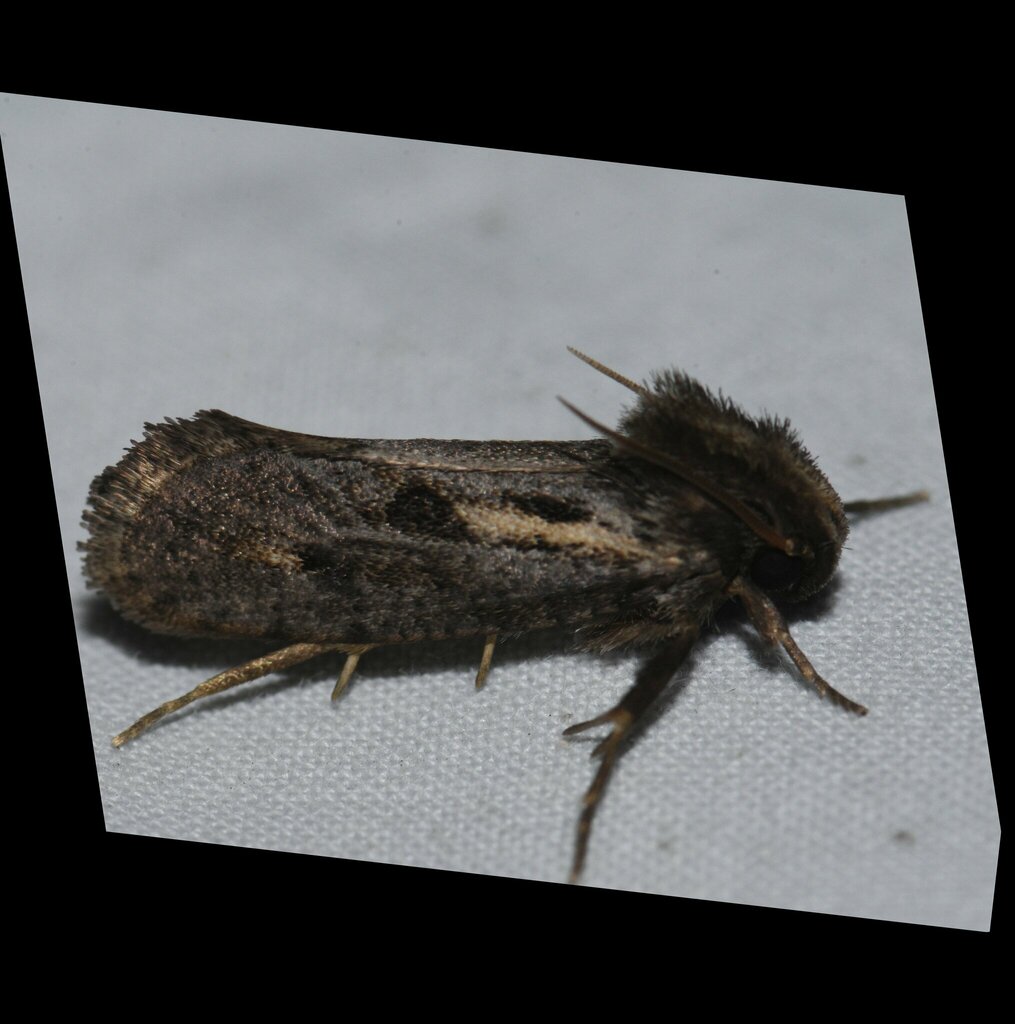 Clemens' Grass Tubeworm Moth from Baltimore County, MD, USA on July 28 ...