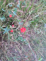 Ipomoea rubriflora
