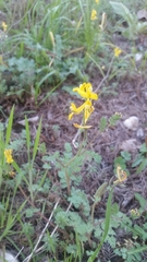 Corydalis aurea