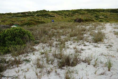 Image of Sea Wheat (Thinopyrum distichum) by (c) Tony Rebelo, some rights reserved (CC BY-SA)