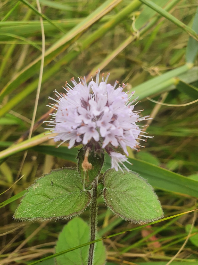 Watermint watermint from Norfolk, UK on September 11, 2023 at 10:10 AM by ...