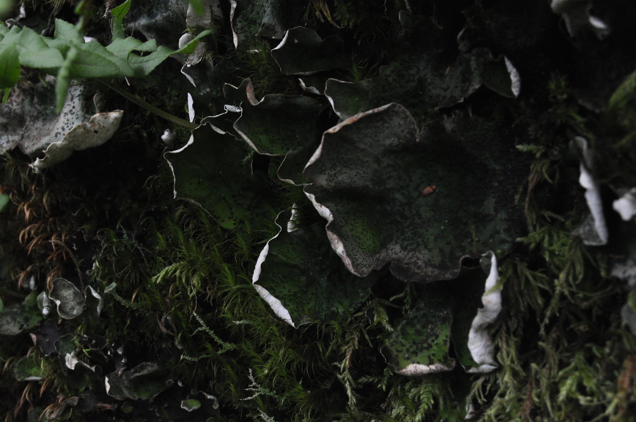 Peltigera aphthosa image