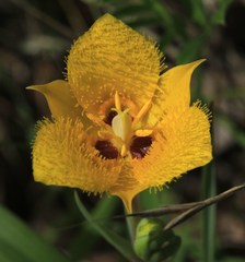 Calochortus monophyllus
