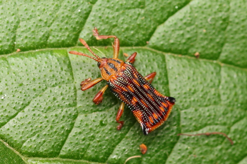 Probaenia tessellata