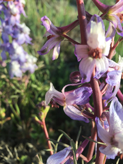 Delphinium recurvatum