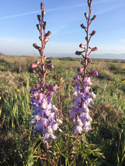 Delphinium recurvatum